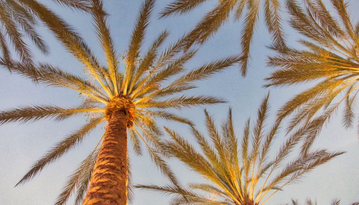 Santa Babara Independent